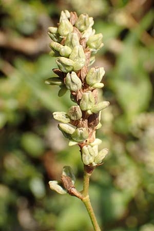 Persicaria lapathifolia subsp. pallida \ Acker-Ampfer-Kn�terich / Pale Persicaria, D Maxdorf 18.10.2018