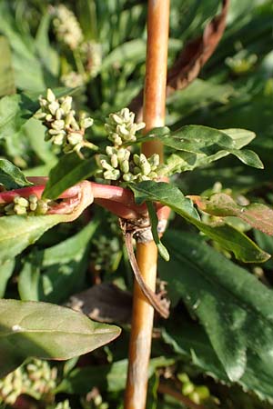 Persicaria lapathifolia subsp. pallida \ Acker-Ampfer-Kn�terich / Pale Persicaria, D Maxdorf 18.10.2018