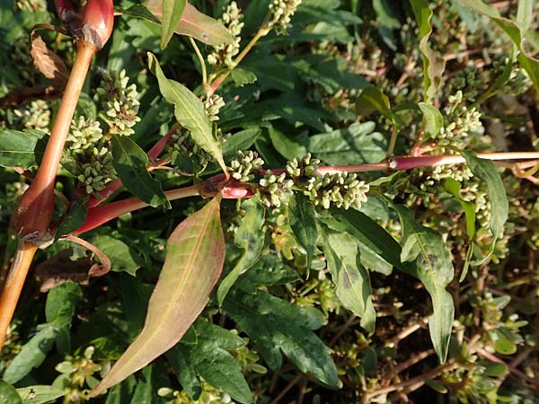 Persicaria lapathifolia subsp. pallida \ Acker-Ampfer-Kn�terich / Pale Persicaria, D Maxdorf 18.10.2018