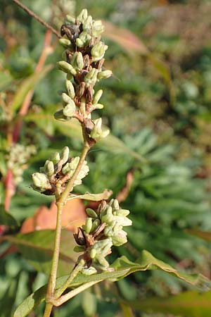 Persicaria lapathifolia subsp. pallida \ Acker-Ampfer-Kn�terich / Pale Persicaria, D Maxdorf 18.10.2018