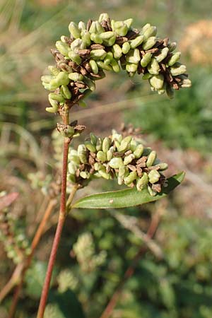 Persicaria lapathifolia subsp. pallida \ Acker-Ampfer-Kn�terich / Pale Persicaria, D Maxdorf 18.10.2018