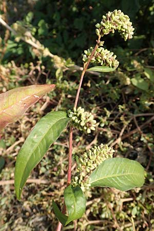 Persicaria lapathifolia subsp. pallida \ Acker-Ampfer-Kn�terich / Pale Persicaria, D Maxdorf 18.10.2018