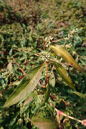 Persicaria lapathifolia subsp. pallida \ Acker-Ampfer-Kn�terich / Pale Persicaria, D Maxdorf 18.10.2018