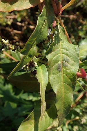 Persicaria lapathifolia subsp. pallida \ Acker-Ampfer-Kn�terich / Pale Persicaria, D Maxdorf 18.10.2018