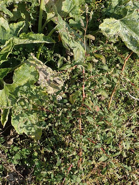 Persicaria lapathifolia subsp. pallida \ Acker-Ampfer-Kn�terich / Pale Persicaria, D Maxdorf 18.10.2018