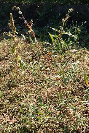 Persicaria lapathifolia subsp. pallida \ Acker-Ampfer-Kn�terich / Pale Persicaria, D Maxdorf 18.10.2018