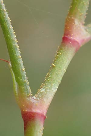 Persicaria pensylvanica \ Pennsylvania-Kn�terich / Pennsylvania Smartweed, D K&ouml;ln-Langel 22.10.2018