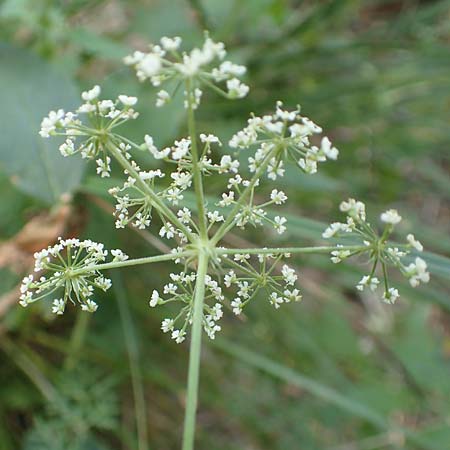 Peucedanum palustre \ Sumpf-Haarstrang / Marsh Hog's Parsley, Milk Parsley, D Gelderswoog 10.9.2019