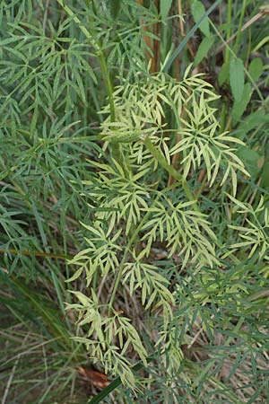 Peucedanum palustre \ Sumpf-Haarstrang / Marsh Hog's Parsley, Milk Parsley, D Gelderswoog 10.9.2019