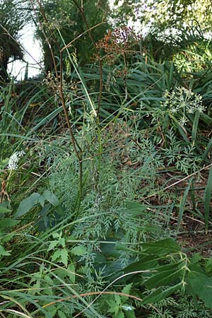 Peucedanum palustre \ Sumpf-Haarstrang / Marsh Hog's Parsley, Milk Parsley, D Gelderswoog 10.9.2019