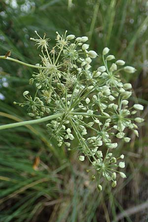 Peucedanum palustre \ Sumpf-Haarstrang / Marsh Hog's Parsley, Milk Parsley, D Gelderswoog 10.9.2019