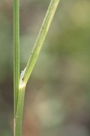Poa palustris \ Sumpf-Rispengras / Swamp Meadow Grass, D Mannheim 15.9.2019