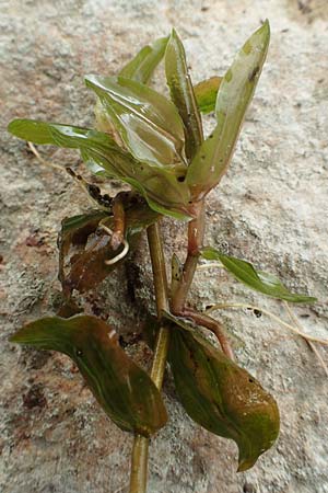 Potamogeton perfoliatus \ Durchwachsenes Laichkraut / Perfoliate Pontweed, D Gro&szlig;-Gerau 5.10.2019