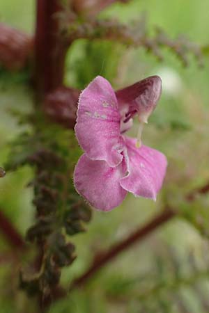 Pedicularis palustris \ Sumpf-L�usekraut / Marsh Lousewort, D Offenburg 22.5.2020