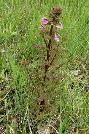 Pedicularis palustris \ Sumpf-L�usekraut / Marsh Lousewort, D Offenburg 22.5.2020