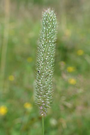 Phleum pratense \ Wiesen-Lieschgras / Timothy Grass, D Hunsr&uuml;ck, Langweiler 18.7.2020