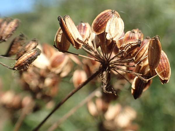 Peucedanum palustre \ Sumpf-Haarstrang / Marsh Hog's Parsley, Milk Parsley, D Burghaun 8.9.2020