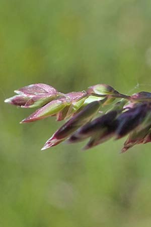 Poa pratensis \ Wiesen-Rispengras, Wiesenrispe / Smooth Meadow Grass, Kentucky Blue Grass, D Durmersheim 1.6.2021