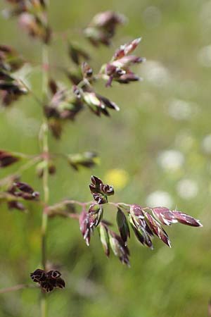Poa pratensis \ Wiesen-Rispengras, Wiesenrispe / Smooth Meadow Grass, Kentucky Blue Grass, D Durmersheim 1.6.2021