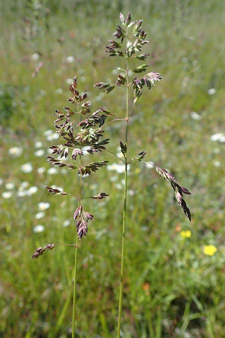 Poa pratensis \ Wiesen-Rispengras, Wiesenrispe / Smooth Meadow Grass, Kentucky Blue Grass, D Durmersheim 1.6.2021