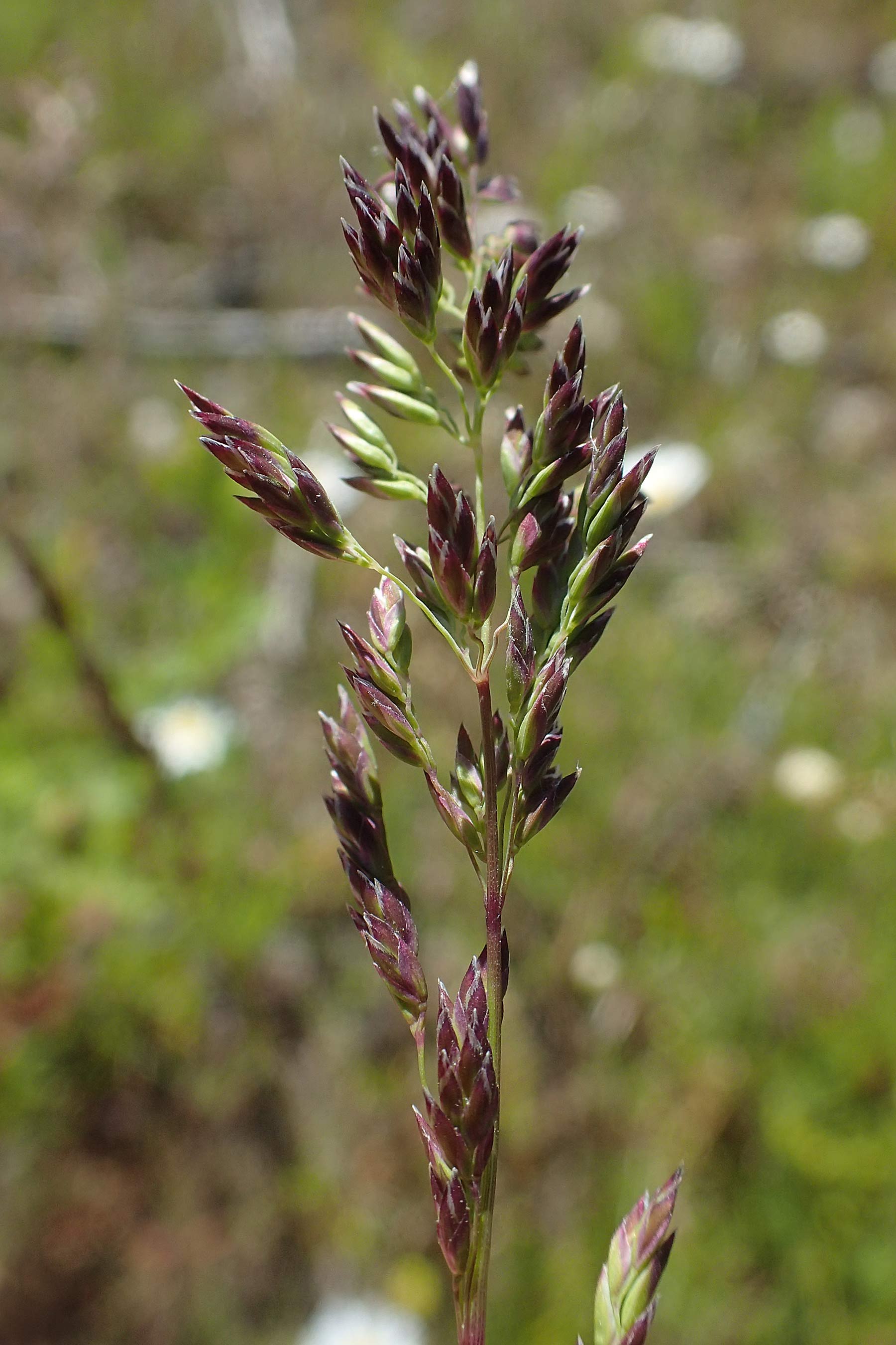 Poa pratensis \ Wiesen-Rispengras, Wiesenrispe / Smooth Meadow Grass, Kentucky Blue Grass, D Durmersheim 1.6.2021
