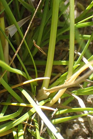 Poa pratensis \ Wiesen-Rispengras, Wiesenrispe / Smooth Meadow Grass, Kentucky Blue Grass, D Durmersheim 1.6.2021