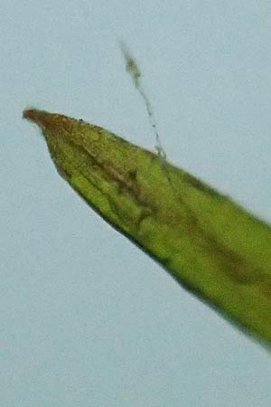 Potamogeton pusillus agg. \ Zwerg-Laichkraut / Small Pontweed, D Kaiserstuhl,  Burkheim 2.6.2021