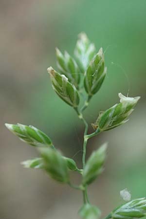Poa pratensis \ Wiesen-Rispengras, Wiesenrispe / Smooth Meadow Grass, Kentucky Blue Grass, D Mannheim 10.6.2021