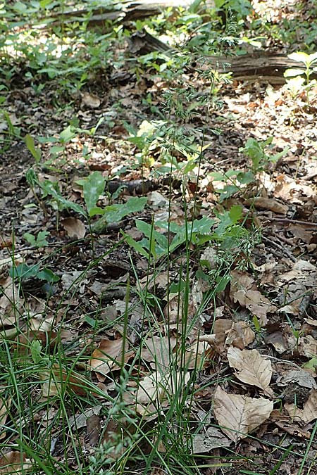Poa pratensis \ Wiesen-Rispengras, Wiesenrispe / Smooth Meadow Grass, Kentucky Blue Grass, D Mannheim 10.6.2021