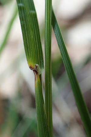 Poa pratensis \ Wiesen-Rispengras, Wiesenrispe / Smooth Meadow Grass, Kentucky Blue Grass, D Mannheim 10.6.2021