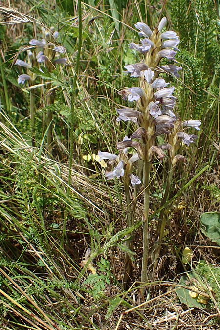 Phelipanche purpurea \ Purpur-Sommerwurz / Yarrow Broomrape, D Gr&uuml;nstadt-Asselheim 16.6.2021