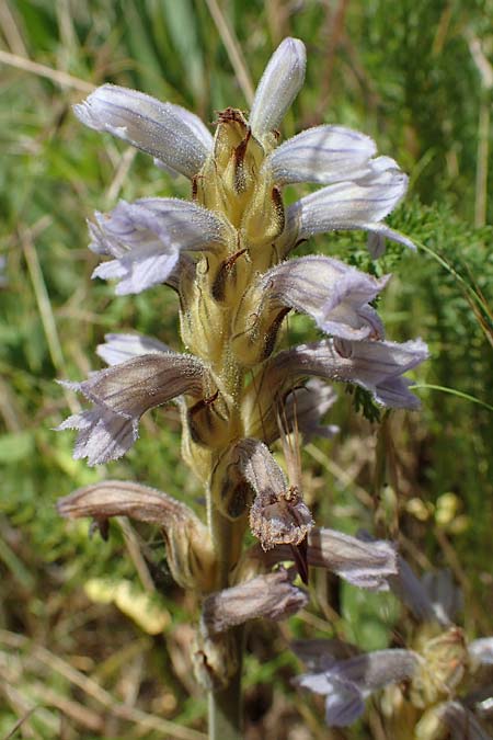Phelipanche purpurea \ Purpur-Sommerwurz / Yarrow Broomrape, D Gr&uuml;nstadt-Asselheim 16.6.2021
