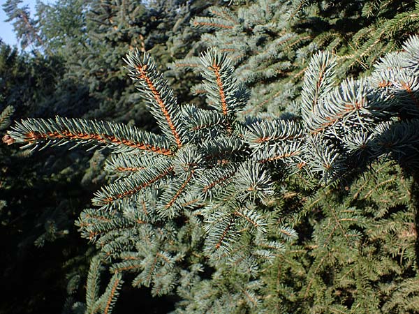Picea pungens \ Blaue Stech-Fichte / Blue Spruce, D Elmpt 6.9.2021