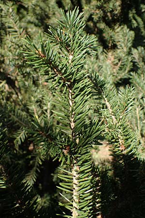 Picea pungens \ Blaue Stech-Fichte / Blue Spruce, D Elmpt 6.9.2021