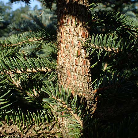 Picea pungens \ Blaue Stech-Fichte / Blue Spruce, D Elmpt 6.9.2021