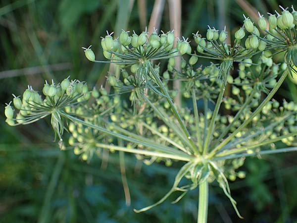 Peucedanum palustre \ Sumpf-Haarstrang / Marsh Hog's Parsley, Milk Parsley, D Elmpt 6.9.2021