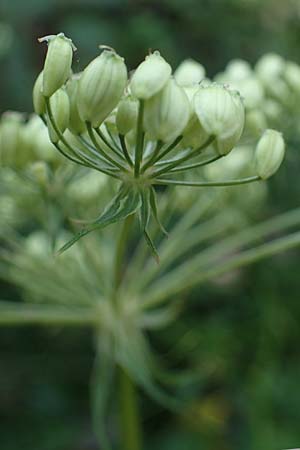 Peucedanum palustre \ Sumpf-Haarstrang / Marsh Hog's Parsley, Milk Parsley, D Elmpt 6.9.2021