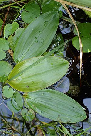 Potamogeton natans ? \ Schwimmendes Laichkraut / Broad-Leaved Pontweed, D Elmpt 6.9.2021