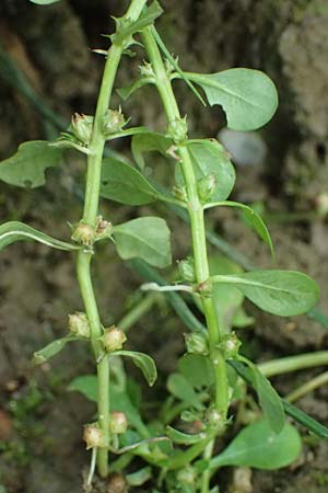 Lythrum portula \ Sumpfquendel / Water Purslane, D Schutterwald 1.10.2021