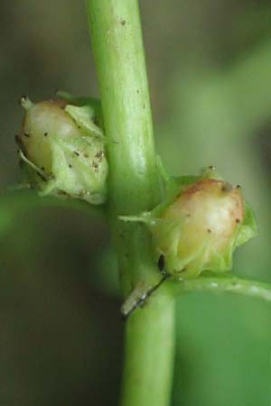 Lythrum portula \ Sumpfquendel / Water Purslane, D Schutterwald 1.10.2021