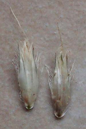 Alopecurus myosuroides \ Acker-Fuchsschwanz / Black-Grass, D Rh&ouml;n, Gersfeld 23.6.2023