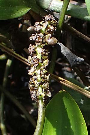 Potamogeton polygonifolius \ Kn�terich-Laichkraut / Bog Pontweed, D Eppenbrunn 26.6.2023