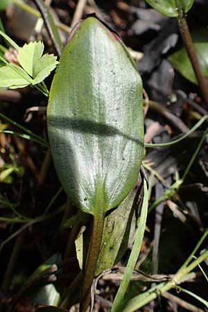 Potamogeton polygonifolius \ Kn�terich-Laichkraut / Bog Pontweed, D Eppenbrunn 26.6.2023