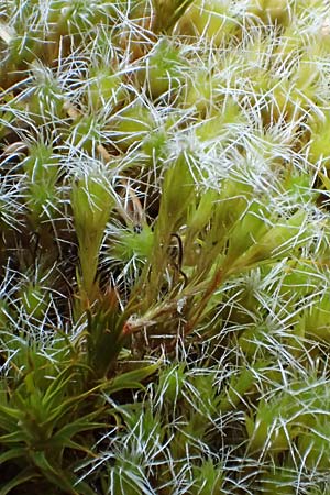 Polytrichum piliferum \ Glashaar-Widertonmoos, Haartragendes Frauenhaarmoos / Awned Haircap Moss, D B&ouml;hl-Iggelheim 2.7.2023