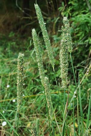 Phleum pratense \ Wiesen-Lieschgras / Timothy Grass, D Mei&szlig;ner 3.8.2023
