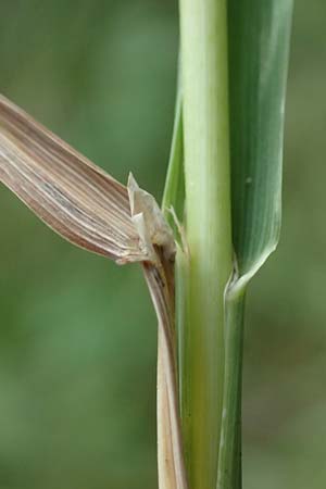 Phleum pratense \ Wiesen-Lieschgras / Timothy Grass, D Mei&szlig;ner 3.8.2023