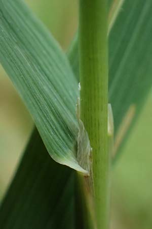 Phleum pratense \ Wiesen-Lieschgras / Timothy Grass, D Mei&szlig;ner 3.8.2023