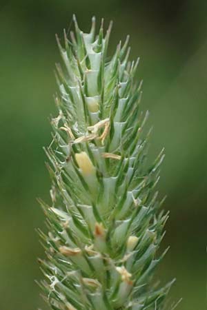 Phleum pratense \ Wiesen-Lieschgras / Timothy Grass, D Mei&szlig;ner 3.8.2023