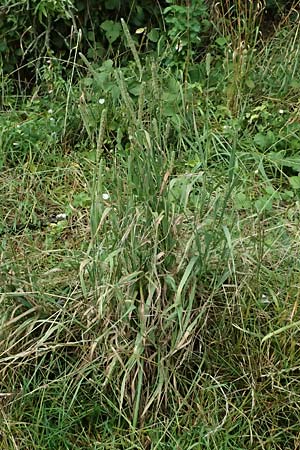 Phleum pratense \ Wiesen-Lieschgras / Timothy Grass, D Mei&szlig;ner 3.8.2023