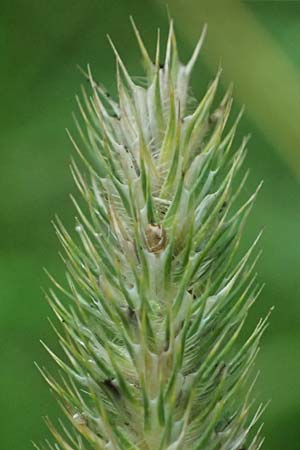Phleum pratense \ Wiesen-Lieschgras / Timothy Grass, D Harbach 3.8.2023